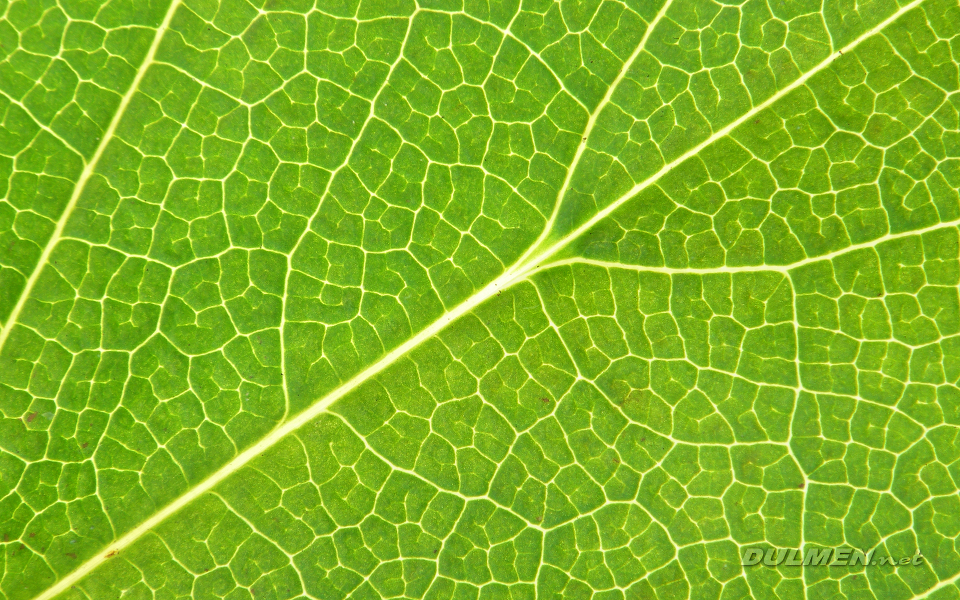 Hydrangea leaf